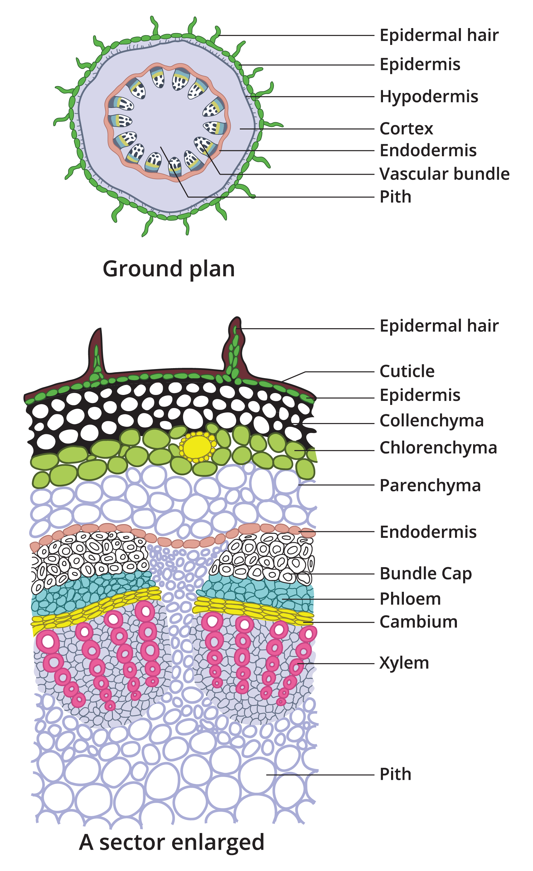 Internal structure of dicot stem (Sunflower) — lesson. Science State