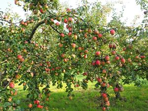 apple tree.jpg
