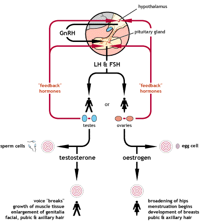 Flow_diagram_showing_normal_hormonal_control_of_puberty.gif