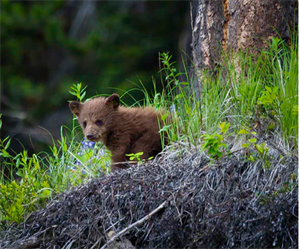 bear chasing 2020-12-21 162401.png