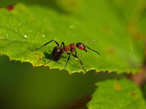 ant-4370557_960_720.jpg