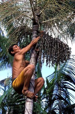 farmer-climbs-an-acai-tree-to-pick-berries-to-produces-pulp-from-tropical-fruits-361x544.jpg