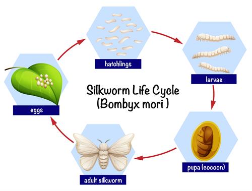 How to draw life cycle of silk moth ll life history of silk moth class 7  ncert - YouTube