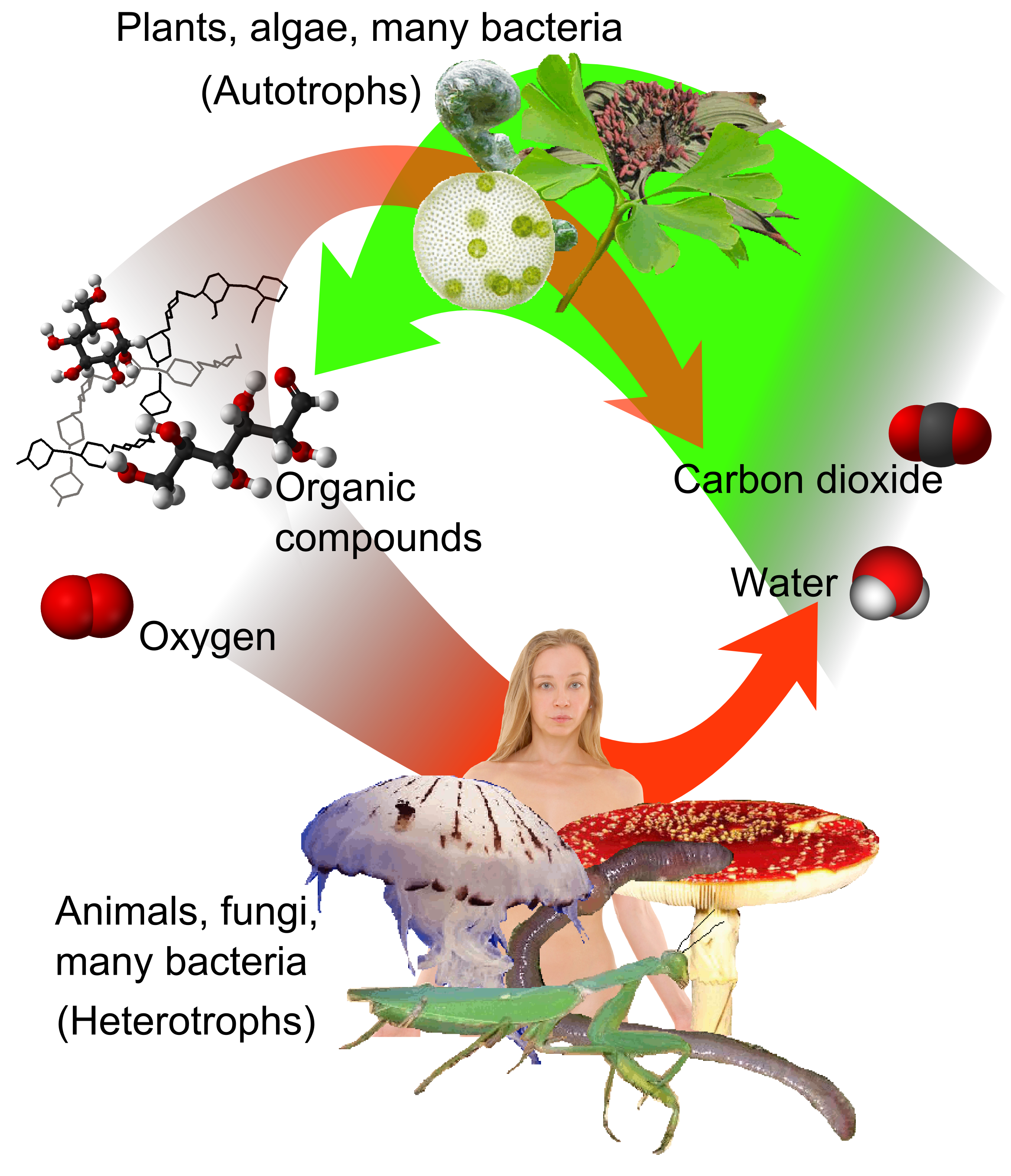 nutrition-and-its-types-lesson-science-cbse-class-10