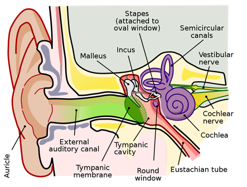 Anatomy_of_the_Human_Ear.svg.png