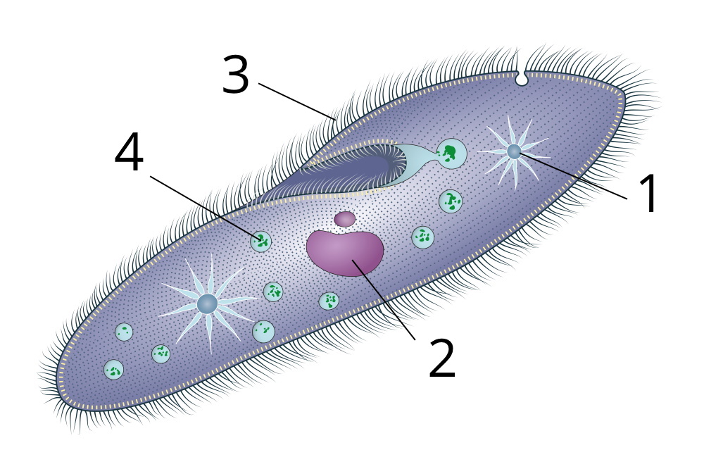 Cell shape and size — task. Science CBSE, Class 9.