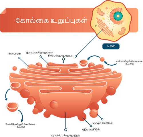 YCIND20220804_4064_Cell Biology_04.png