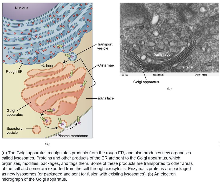 Golgi apparatus — lesson. Science CBSE, Class 9.