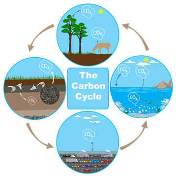 The carbon cycle.png