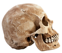 skull_PNG71.png