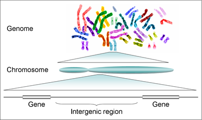 Human_genome_to_genes.png