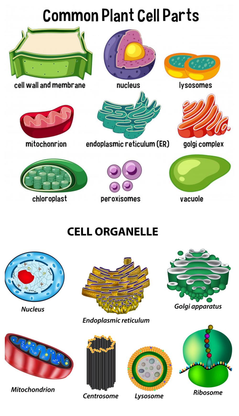 Endoplasmic Reticulum — lesson. Science CBSE, Class 9.