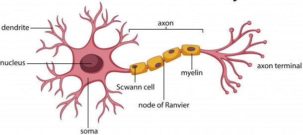 Structure of neuron and types — lesson. Science CBSE, Class 10.