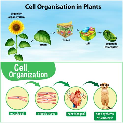 organ system of plants