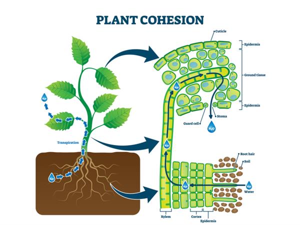 what is transpiration pull in plants