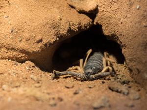 Scorpion in its burrow.jpg