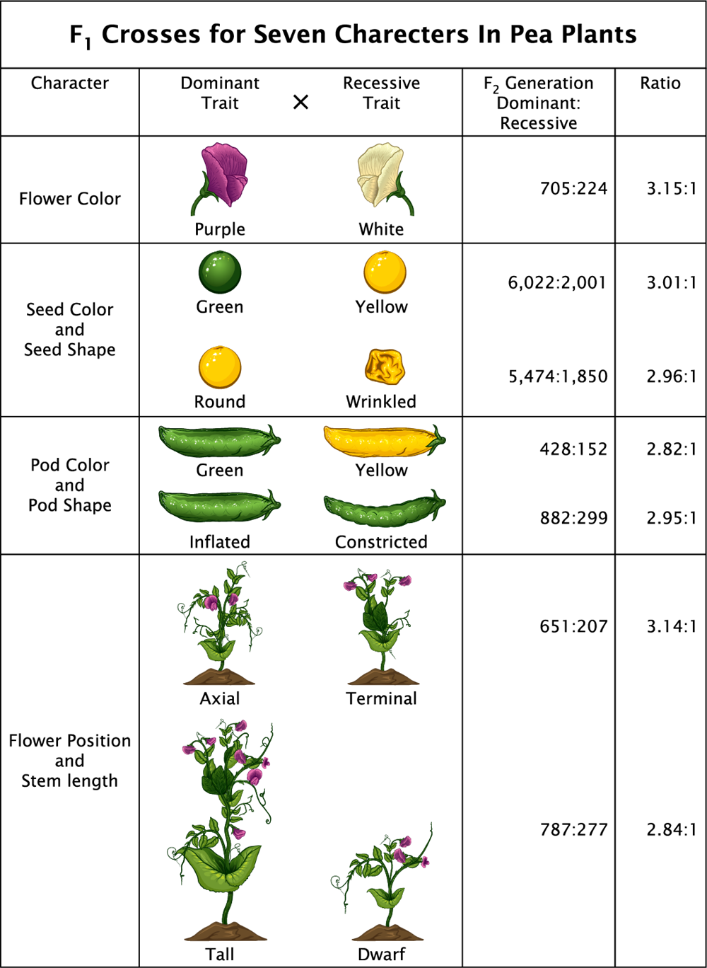 mendel's pea plant experiment results