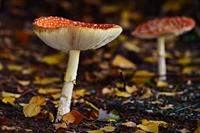 mushroom-3750013_1280.jpg
