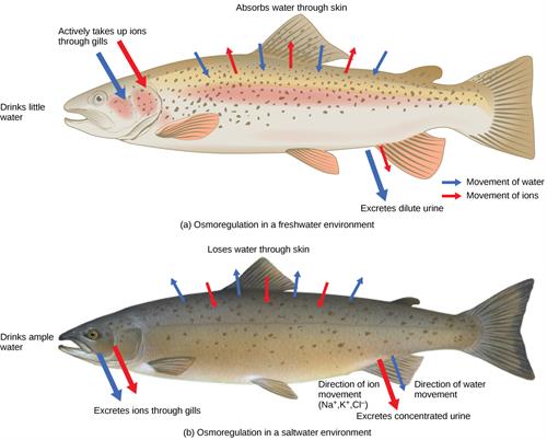 Figure_41_01_02ab.jpg