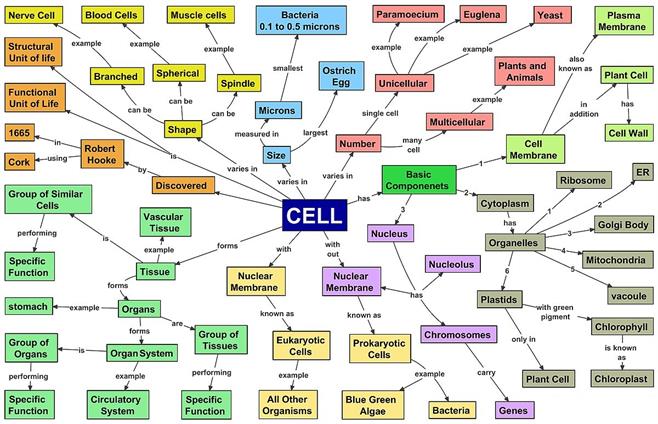 1200px-Cell_Concept_Map.jpg