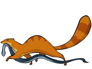 mongoose killing snake.jpg