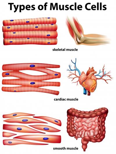 diagram-showing-types-muscle-cells_1308-3741.jpg