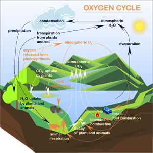 Oxygen cycle.png