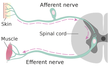 1280px-Afferent_and_efferent_neurons_en.svg.png