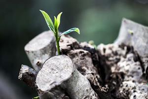 sprout from a tree.jpg