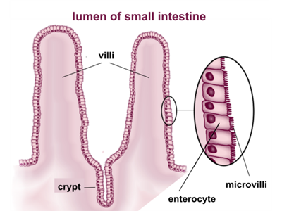 Villi_&_microvilli_of_small_intestine.svg.png