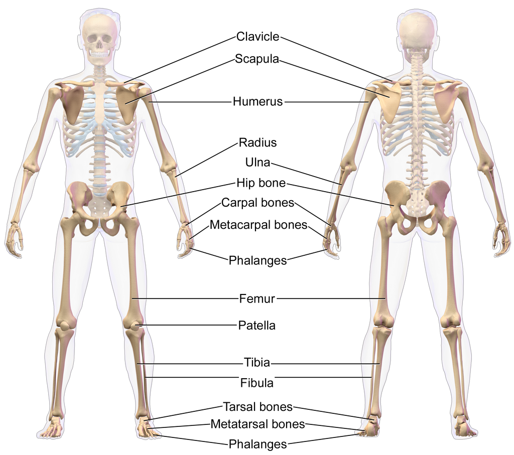 The skeletal system of the human body — lesson. Science State Board ...