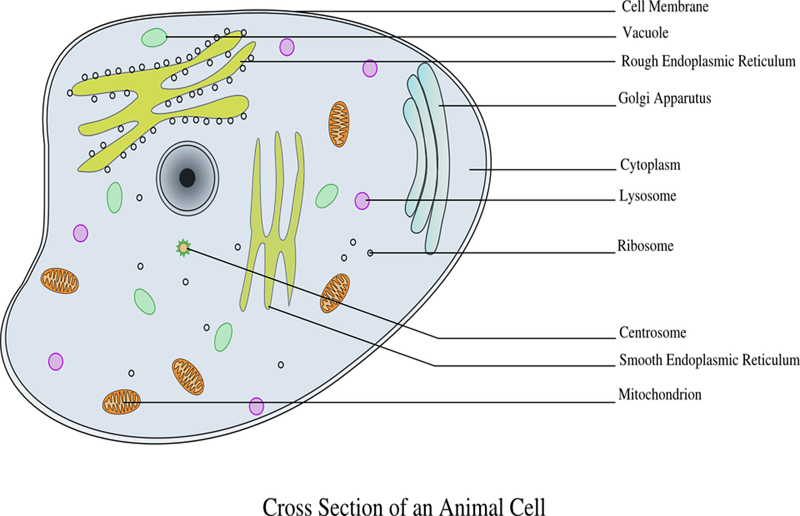 Classification of cells — lesson. Science State Board, Class 6.