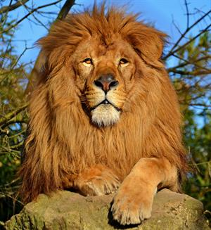 Lion_d'Afrique.jpg