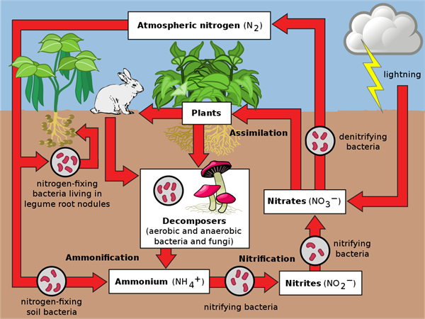 1024px-Nitrogen_Cycle_2.svg.png