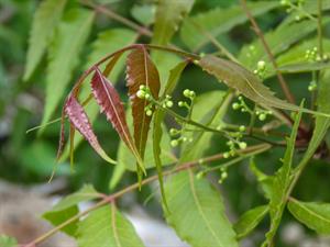 neem tree.jpg