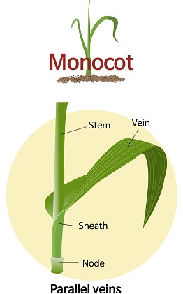 monocot leaves final.jpg