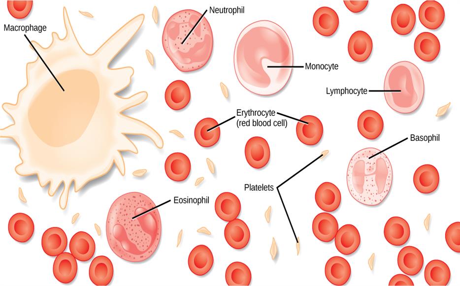 Cell shape — lesson. Science CBSE, Class 9.