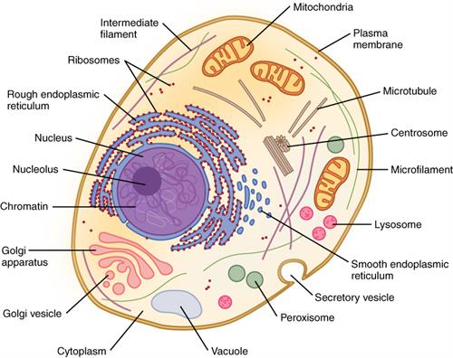 4. 0312_Animal_Cell_and_Components.jpg