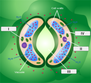 stomata 3.png