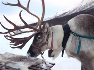 reindeer-2023720_1920.jpg