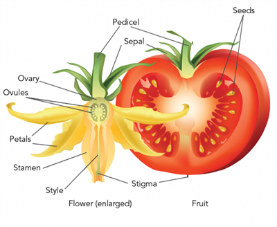 Tomato_fruit_and_flower.png
