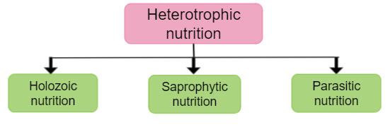 nutrition-and-its-types-lesson-science-cbse-class-10