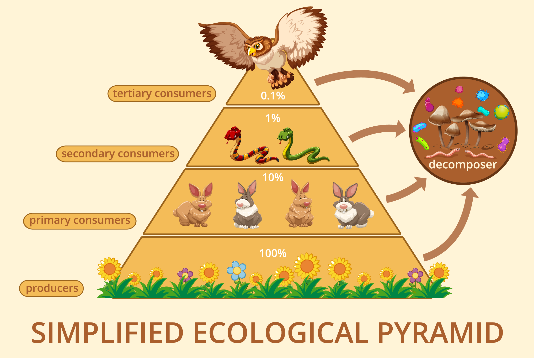 Define Ecological Pyramids Describe Pyramid Of Energy And Number With Example