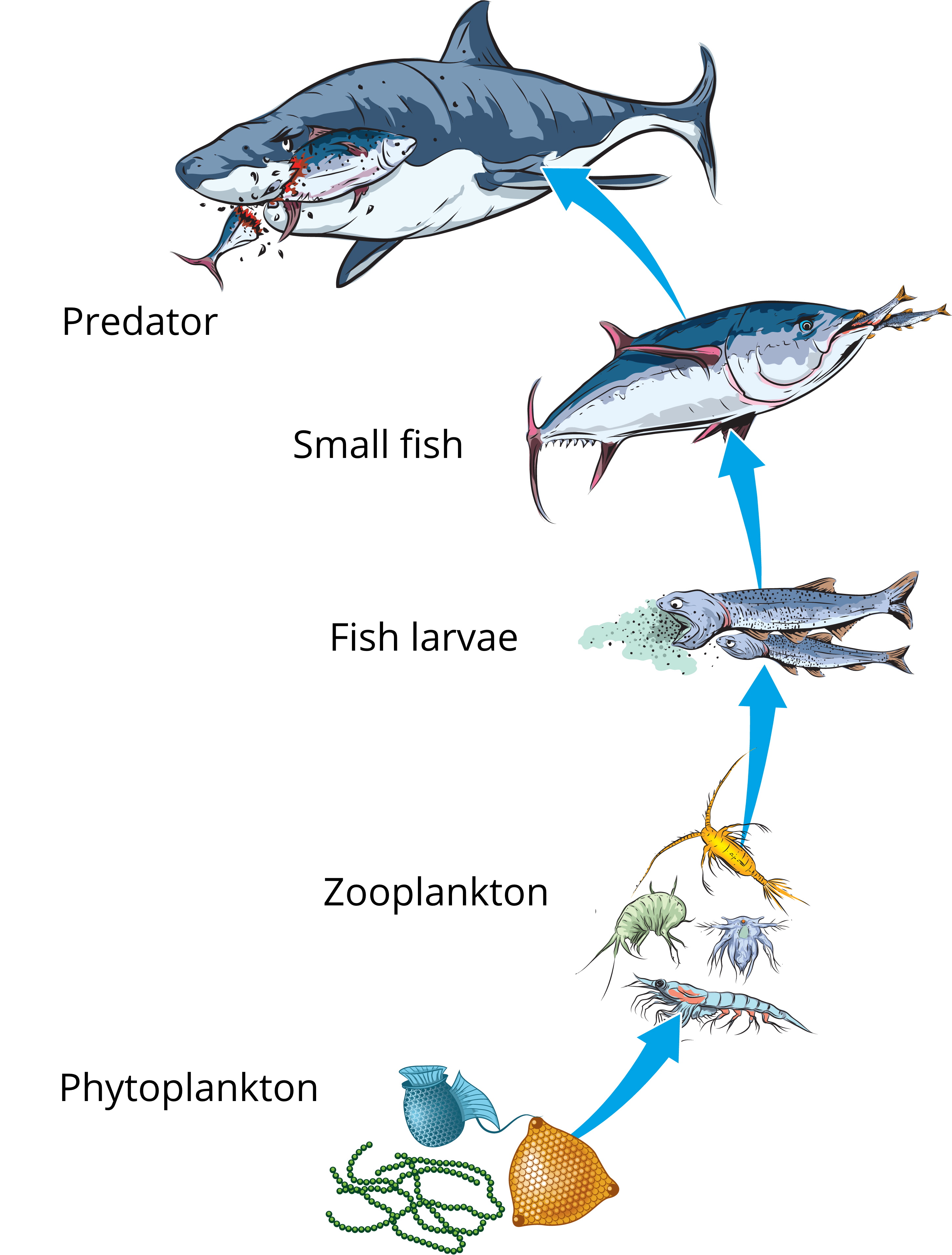 food-chain-and-trophic-levels-lesson-science-cbse-class-10