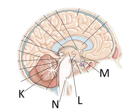 cerebellum k.jpg