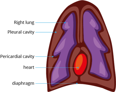 YCIND_220708_4016_rabbit_lung.png