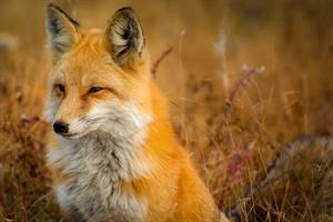 fox-1883658_1280.jpg