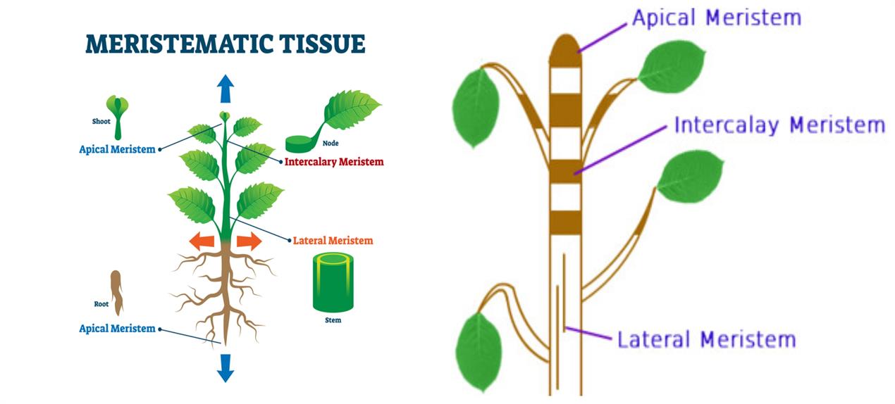 Types Of Meristems — Lesson. Science State Board, Class 9.