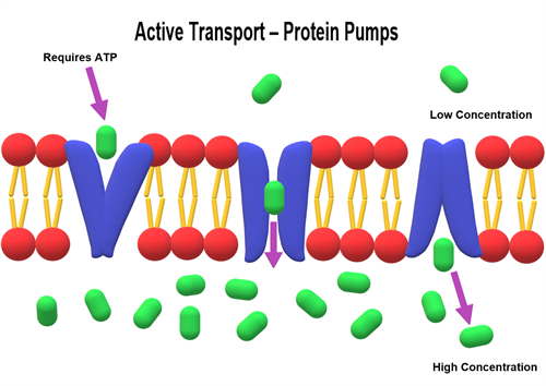 Active_Transport_-_Protein_Pumps.png