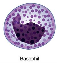 basophil.jpg